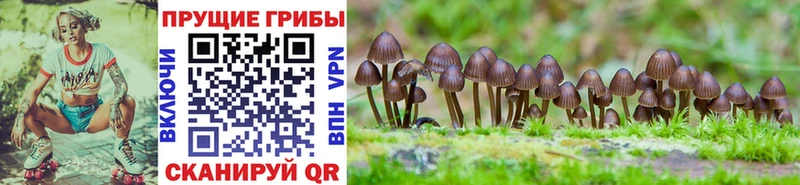 Псилоцибиновые грибы Magic Shrooms купить закладку Заводоуковск